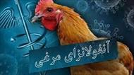 تحقیق آنفولانزاي مرغي